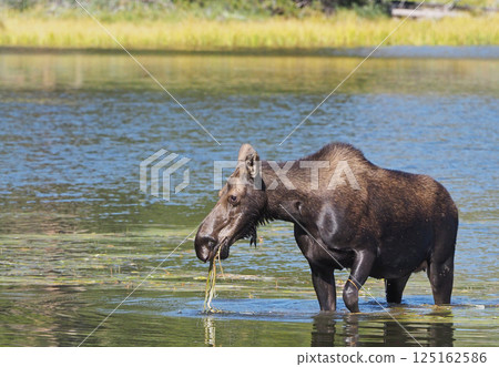 A female moose happily munches on water plants in a lake A female moose happily munches on water plants in a lake 125162586