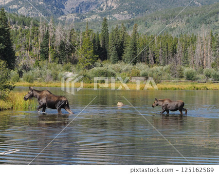 A mother moose crossing a lake with her calf following behind A mother moose crossing a lake with her calf following behind 125162589