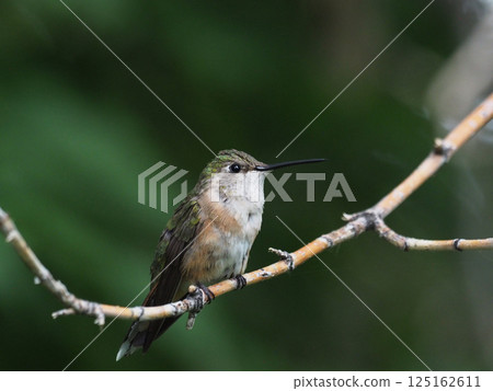 A female Tufted Hummingbird perched on a branch A female Tufted Hummingbird perched on a branch 125162611