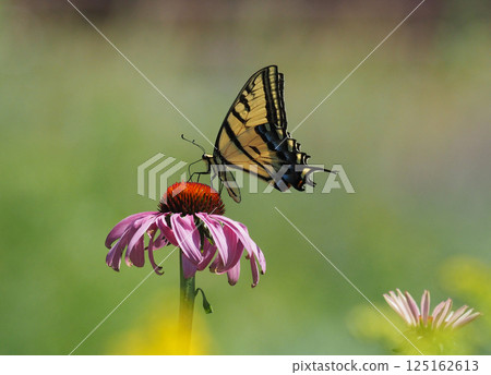 A swallowtail butterfly resting on an echinacea plant and sucking nectar 125162613
