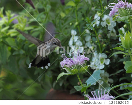 A female Black-throated Hummingbird preparing to drink nectar from a pink flower 125162615
