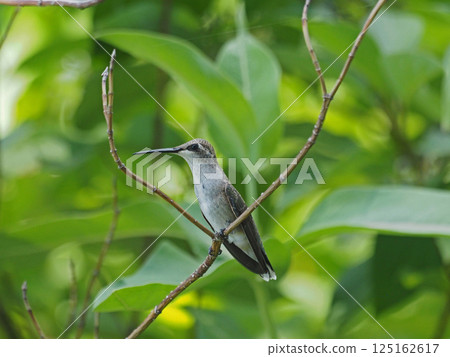 一隻雌性黑喉蜂鳥在樹枝上休息 125162617