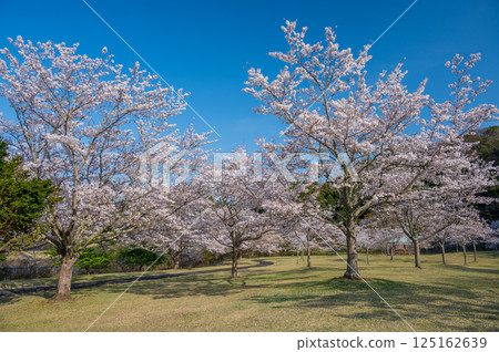 Cherry blossoms at Izuta Water Park Cherry blossoms at Izuta Water Park 125162639