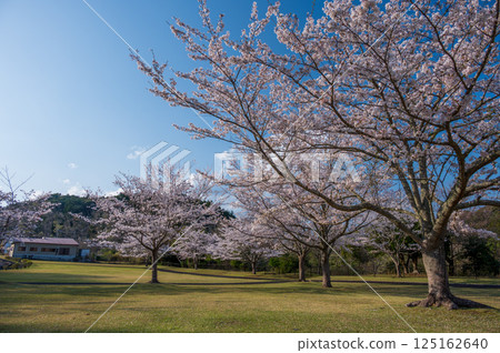 Cherry blossoms at Izuta Water Park Cherry blossoms at Izuta Water Park 125162640
