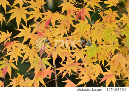 秋天的樹葉 125162664