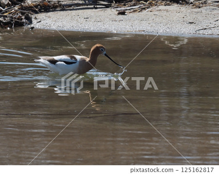 A sandpiper enters the shallows of a lake and scoops up insects from the surface. 125162817