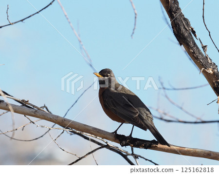 A robin perched on a branch 125162818
