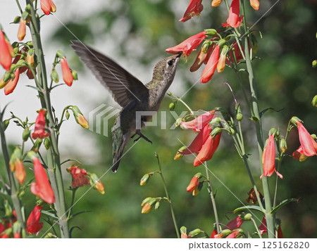 一隻雌性簇蜂鳥盤旋並從一朵紅花中吸食花蜜。 125162820