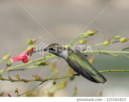 A female black-throated hummingbird perches on the stem of a flower and drinks nectar from a red flower. A female black-throated hummingbird perches on the stem of a flower and drinks nectar from a red flower. 125162825