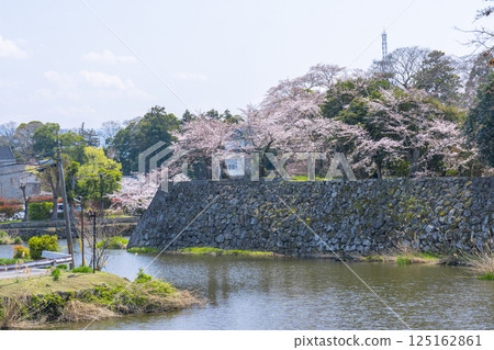 Hikone Castle: Moat and cherry blossoms in full bloom 125162861