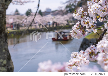 Hikone Castle Moat: Cherry blossoms in full bloom and houseboats 125162871