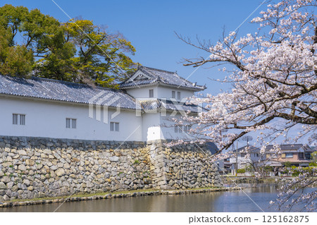 Hikone City Kaikoku Kinenkan and cherry blossoms in full bloom Hikone City Kaikoku Kinenkan and cherry blossoms in full bloom 125162875