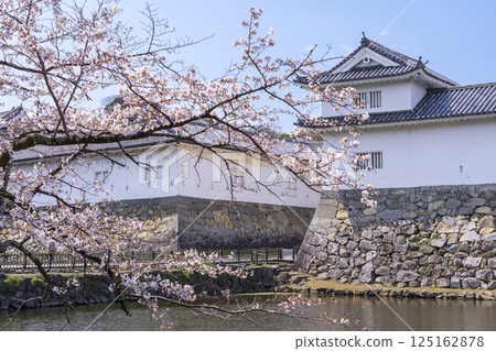 Hikone Castle Sawaguchi Tamon Tower and cherry blossoms in full bloom 125162878