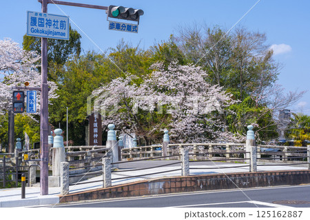 滋賀郡護國神社：參道旁雄偉的鳥居與盛開的櫻花 125162887
