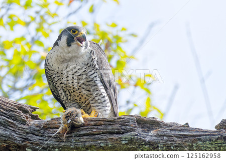 A falcon catches a small bird and cries 125162958