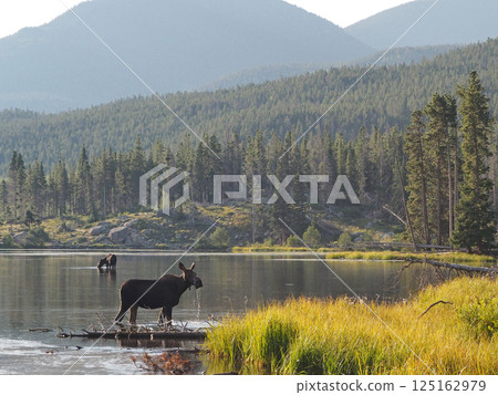 Two female moose drinking in a lake with a mountain background 125162979