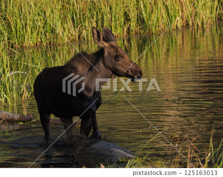 Curly-eyed moose calf standing in shallow lake waters Curly-eyed moose calf standing in shallow lake waters 125163013