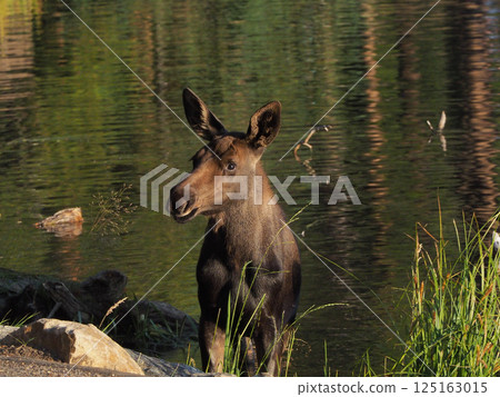 Cute baby moose standing by a lake 125163015