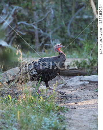 A female turkey emerges from the bushes A female turkey emerges from the bushes 125163024