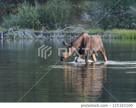 A female moose walks through a lake in the morning sun 125163100