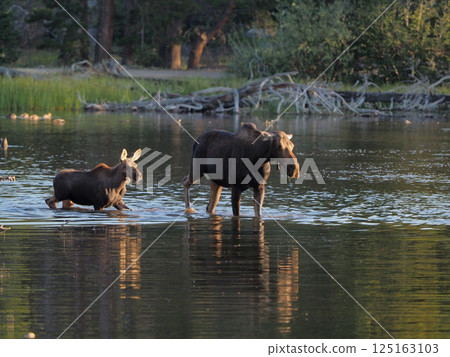 A mother and baby moose crossing a lake in the morning sun A mother and baby moose crossing a lake in the morning sun 125163103