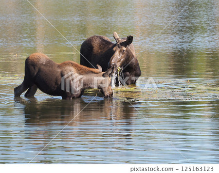 一隻母駝鹿和小駝鹿在湖裡吃水生植物 一隻母駝鹿和小駝鹿在湖裡吃水生植物 125163123