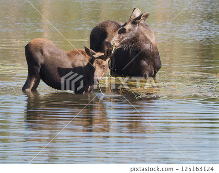 A mother and baby moose eating water plants in a lake A mother and baby moose eating water plants in a lake 125163124