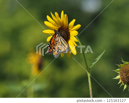 一隻帝王蝶正在吸食向日葵花蜜 125163127