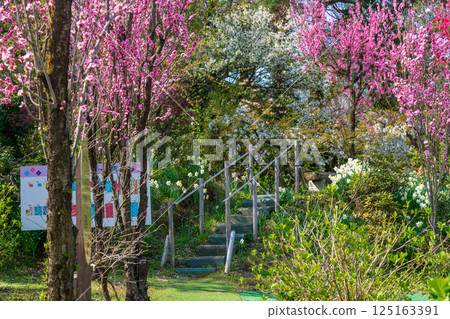 步道兩旁盛開著粉紅垂枝櫻花 125163391