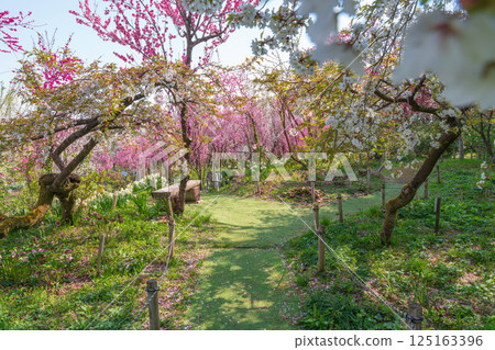 步道兩旁盛開的垂枝櫻花 125163396