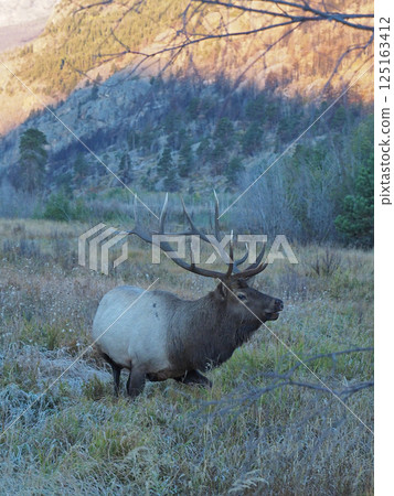 A male elk walking through a grassland with a mountain in the background as the morning sun shines on it A male elk walking through a grassland with a mountain in the background as the morning sun shines on it 125163412