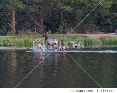 三隻麋鹿和它們的幼崽在湖面上嬉戲 125163452