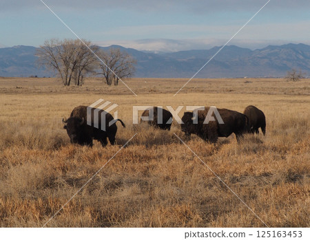 Four American bison grazing on a grassland with a mountain range in the background 125163453