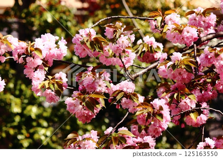 Fukuzo-in Temple's double cherry blossoms in full bloom (5) 125163550