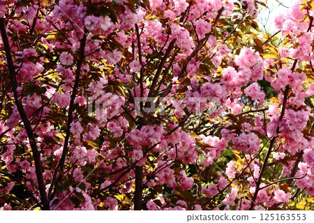 Fukuzo-in Temple's double cherry blossoms in full bloom (8) Fukuzo-in Temple's double cherry blossoms in full bloom (8) 125163553
