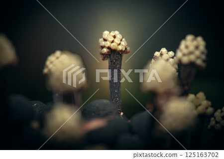 Miagos Bush Flower 125163702