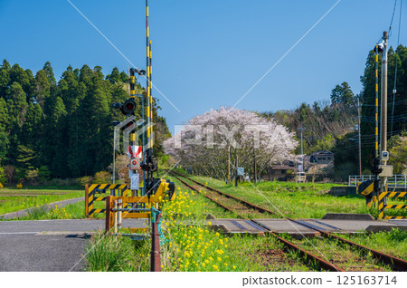 夷隅鐵道生島道口:令人懷念的春日景色 夷隅鐵道生島道口:令人懷念的春日景色 125163714