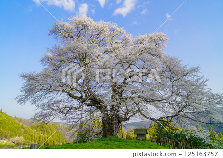 A solitary cherry tree that stands out against the blue sky: Daigozakura, Okayama Prefecture A solitary cherry tree that stands out against the blue sky: Daigozakura, Okayama Prefecture 125163757