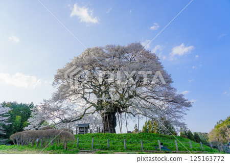 A solitary cherry tree that stands out against the blue sky: Daigozakura, Okayama Prefecture A solitary cherry tree that stands out against the blue sky: Daigozakura, Okayama Prefecture 125163772