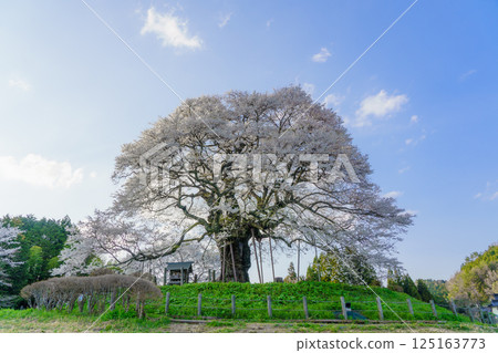 A solitary cherry tree that stands out against the blue sky: Daigozakura, Okayama Prefecture A solitary cherry tree that stands out against the blue sky: Daigozakura, Okayama Prefecture 125163773