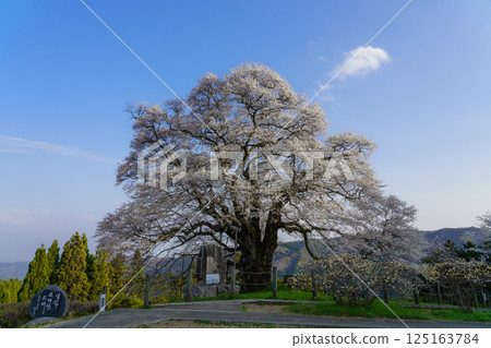 A solitary cherry tree that stands out against the blue sky: Daigozakura, Okayama Prefecture 125163784