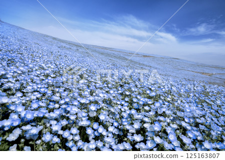 Nemophila領域 125163807