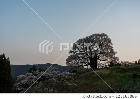 A solitary cherry tree shining in the sunset: Daigozakura, Okayama Prefecture 125163869