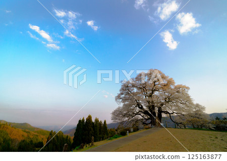 A solitary cherry tree that stands out against the blue sky: Daigozakura, Okayama Prefecture 125163877