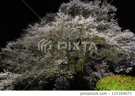 夜晚燈光照耀下的孤獨櫻花樹：岡山縣大子櫻花 125164071
