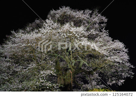 A solitary cherry tree illuminated at night: Daigozakura, Okayama Prefecture 125164072