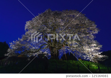 A solitary cherry tree illuminated at night: Daigozakura, Okayama Prefecture 125164081