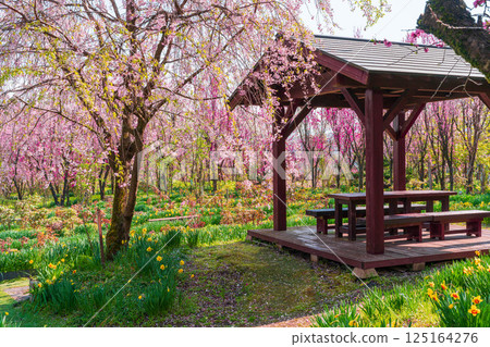 有櫻花和長椅的風景 125164276