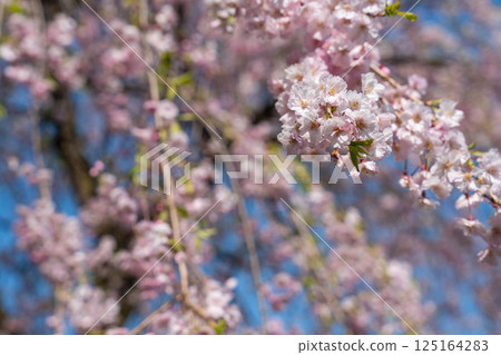 Scenery with cherry blossoms 125164283