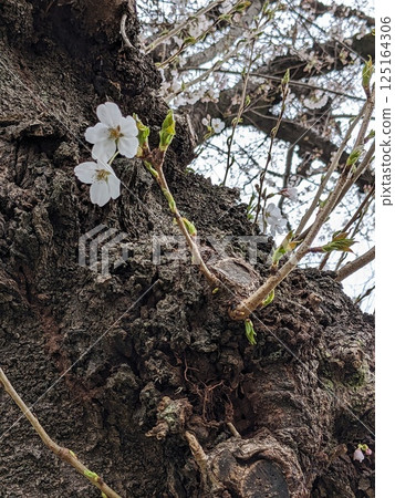 Cherry tree Cherry tree 125164306